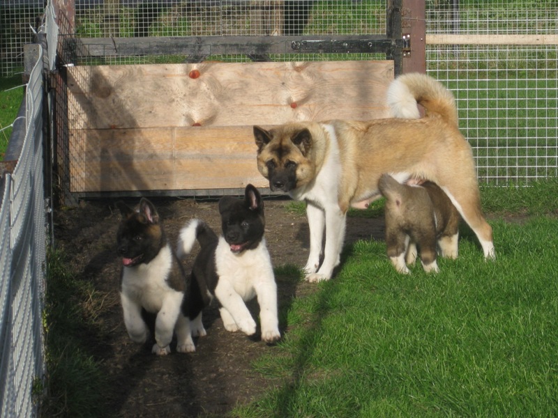 Puppies